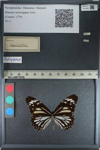 Media type: image;   Entomology 165682